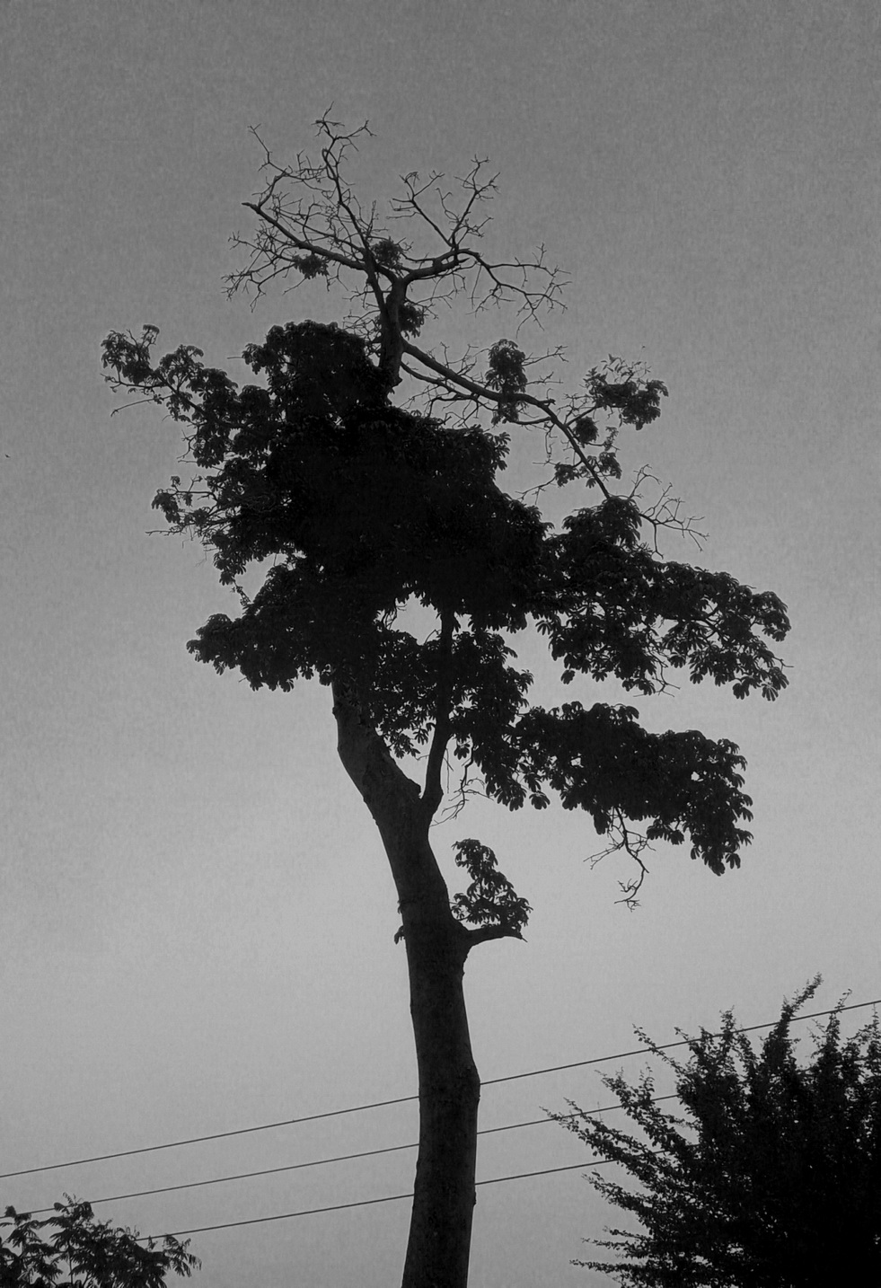 Wpc_eerie_lonely_tree – Jejak-jejak yang Terserak